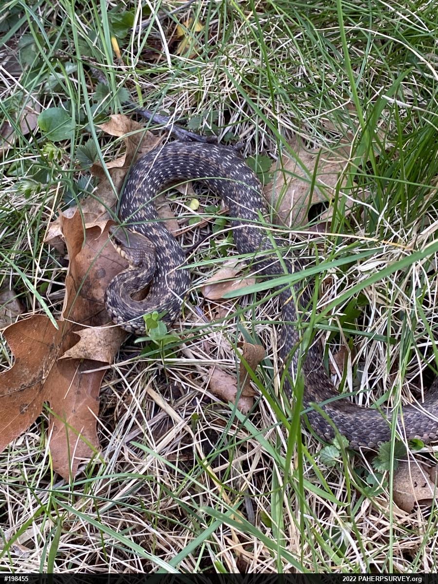 Eastern Gartersnake