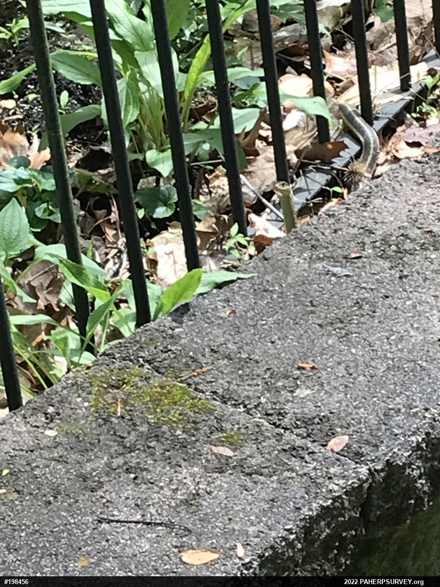 Eastern Gartersnake