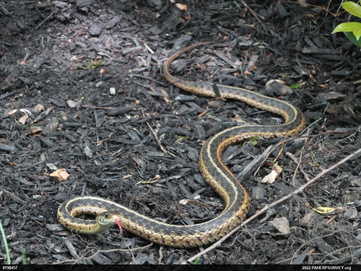 Eastern Gartersnake