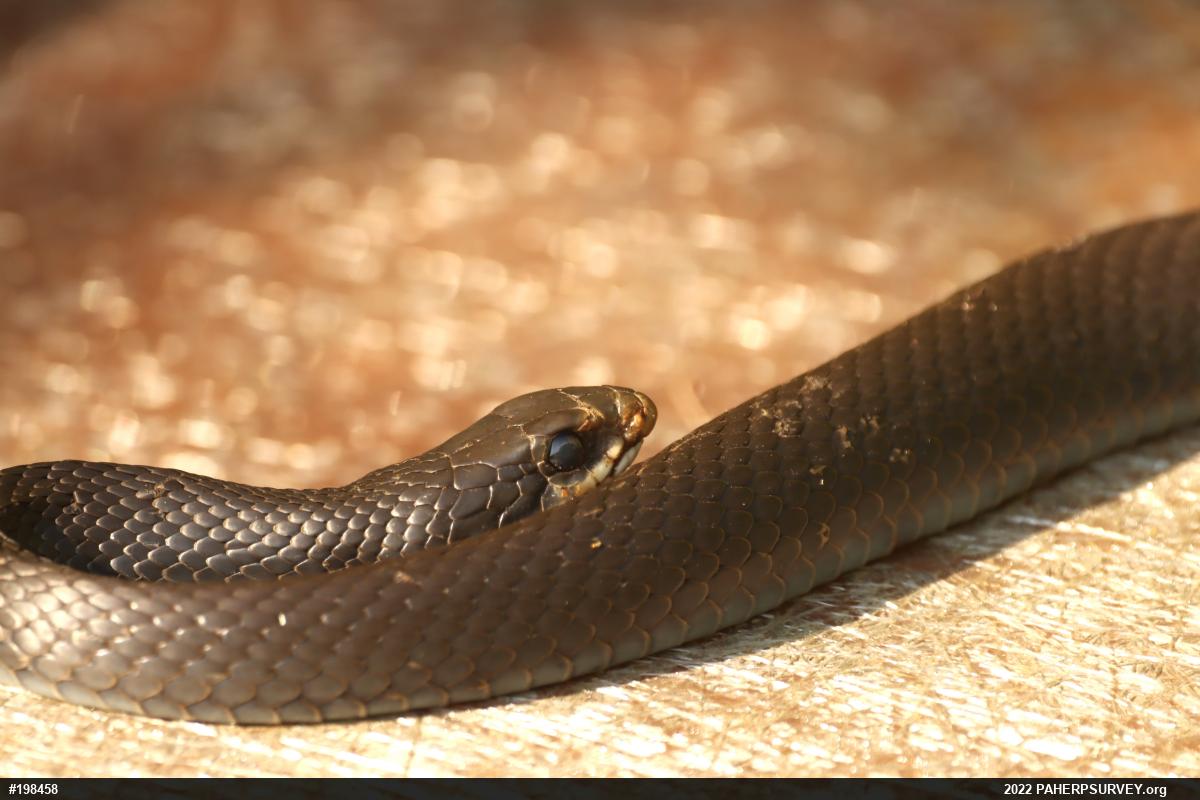 Northern Black Racer