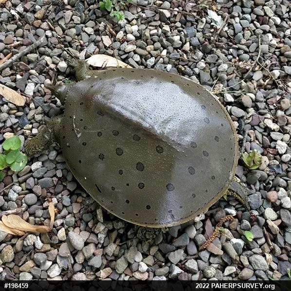 Eastern Spiny Softshell