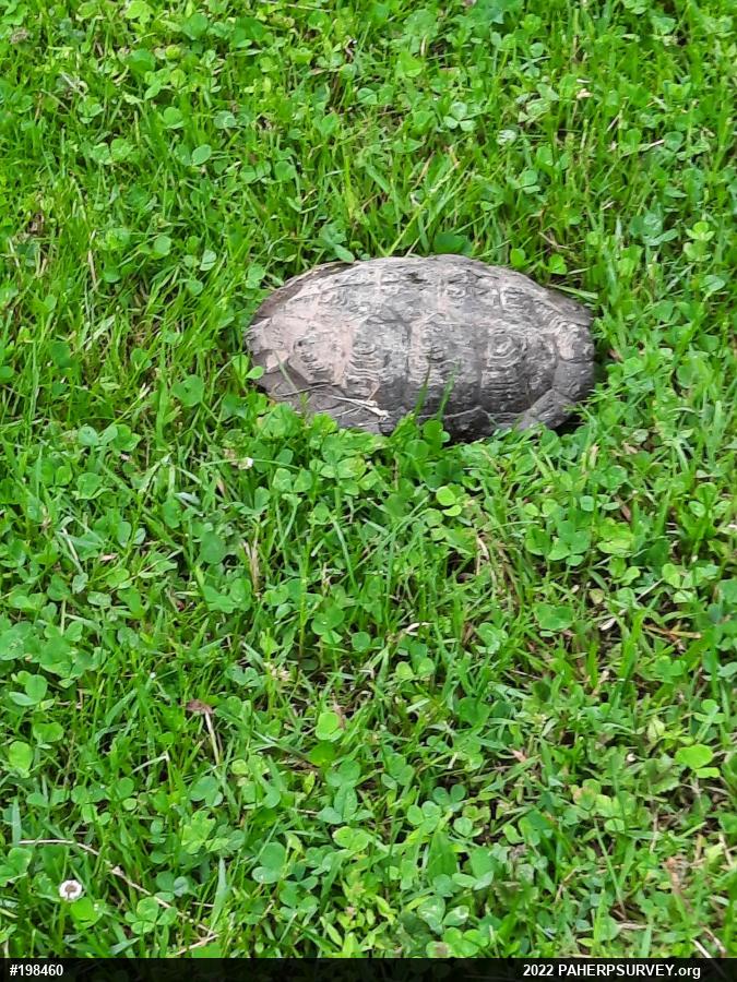 Wood Turtle