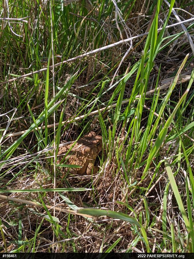 Eastern American Toad