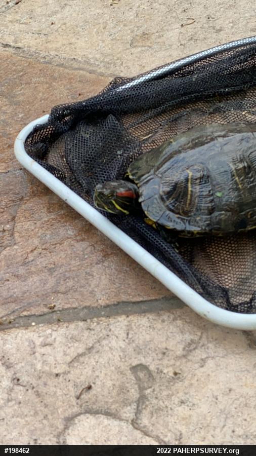 Red-eared Slider