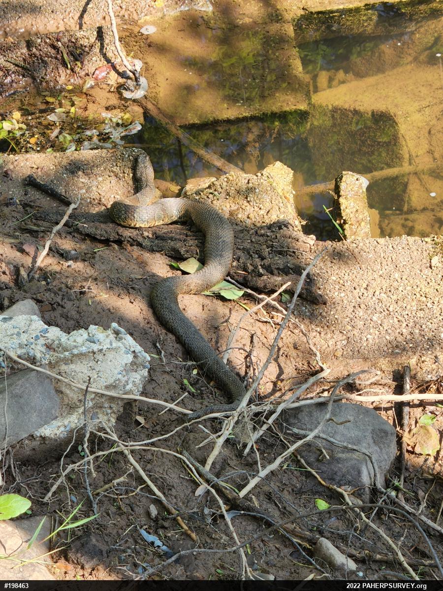 Northern Watersnake