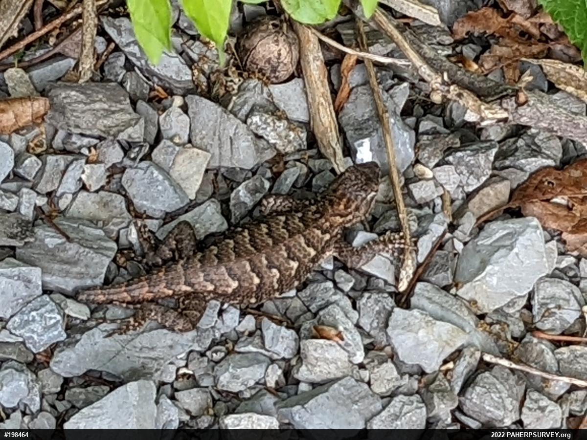 Eastern Fence Lizard