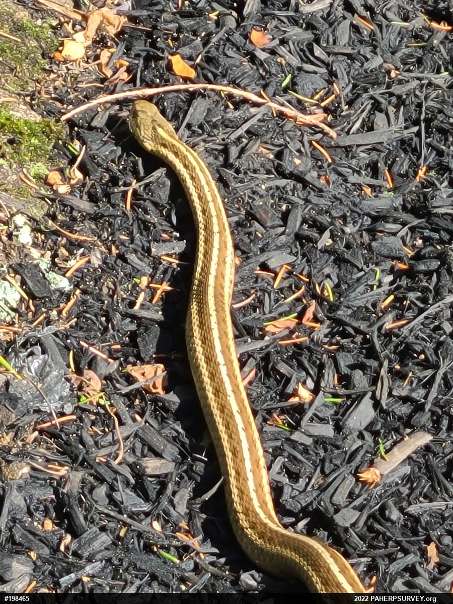 Eastern Gartersnake