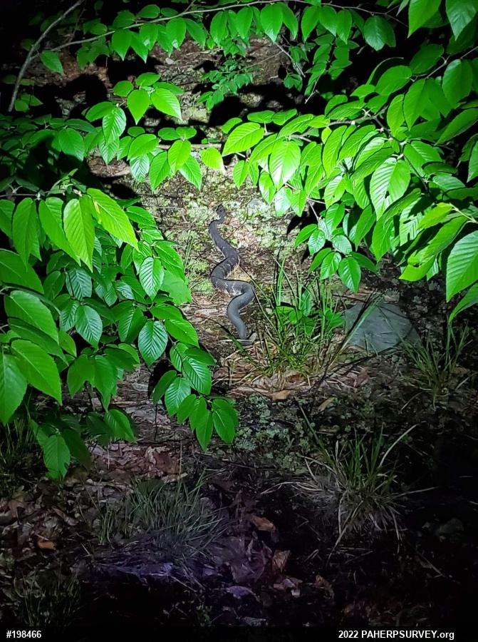 Timber Rattlesnake