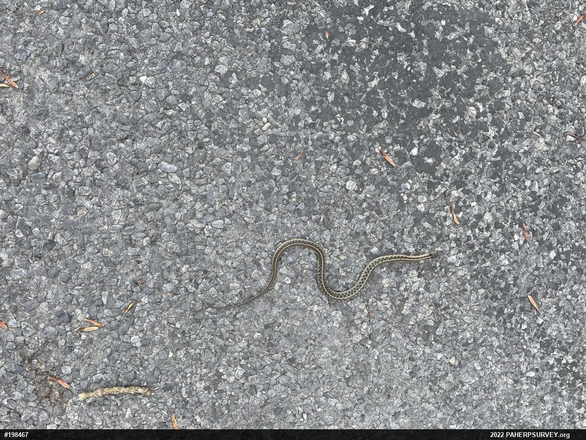 Eastern Gartersnake