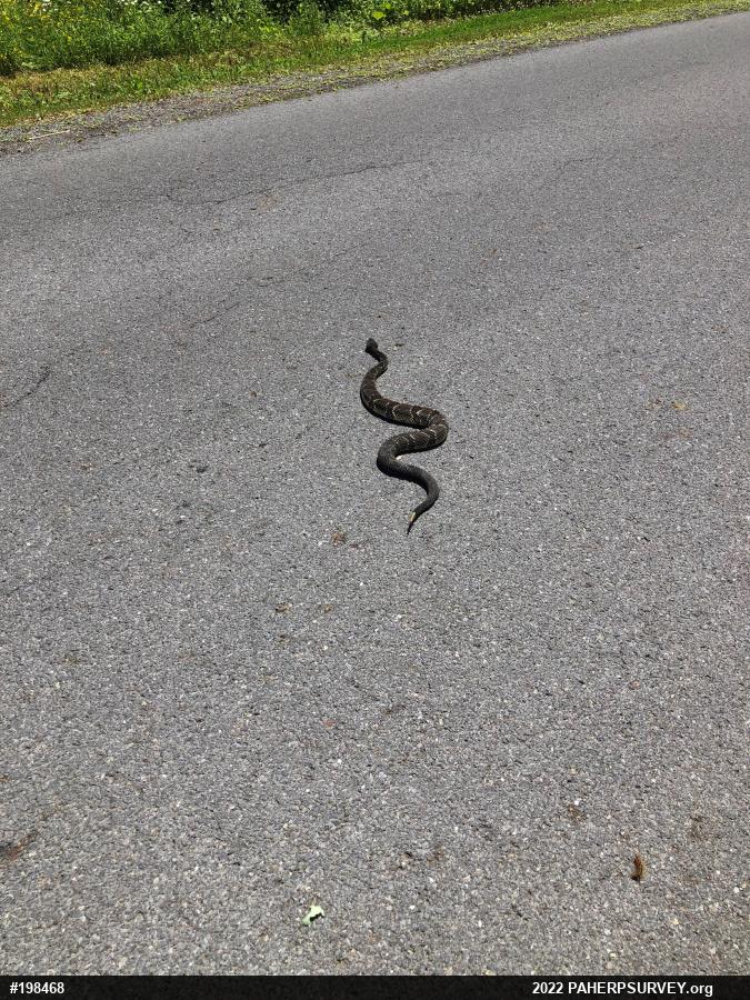 Timber Rattlesnake
