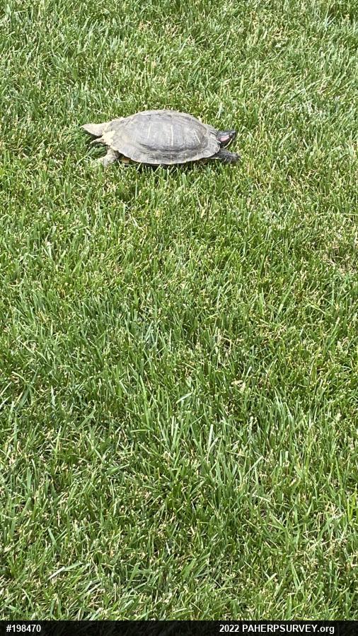 Red-eared Slider
