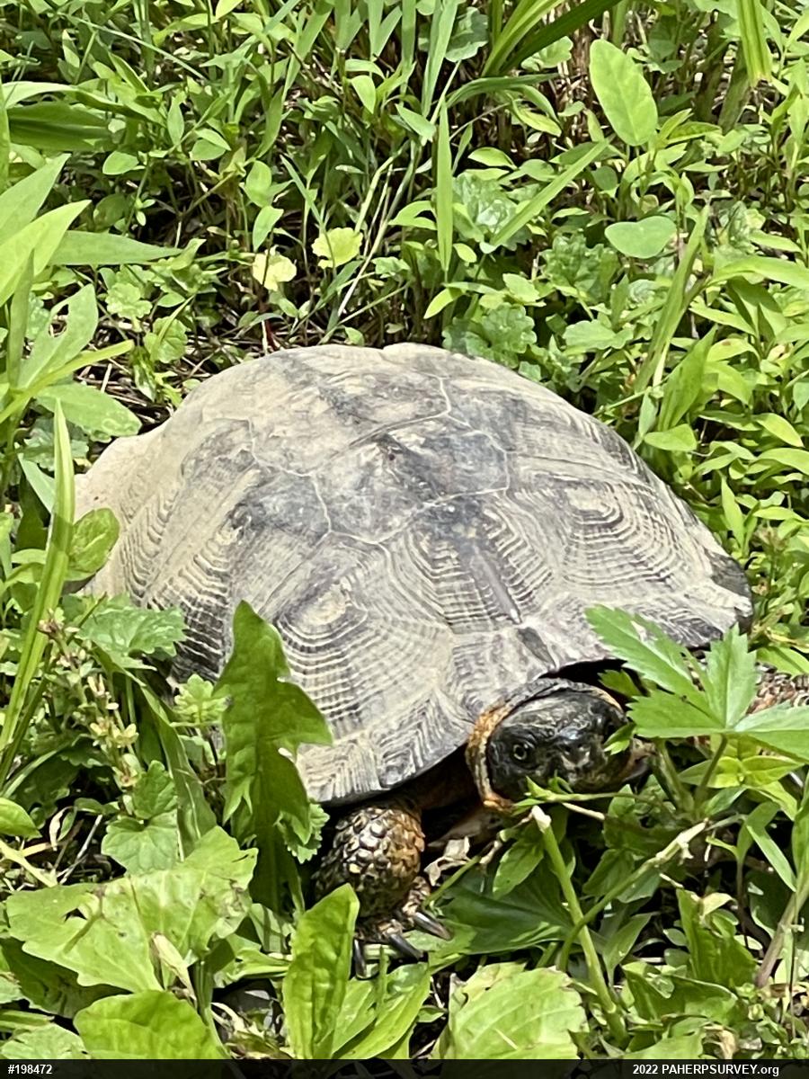Wood Turtle