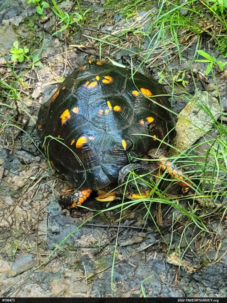 Eastern Box Turtle