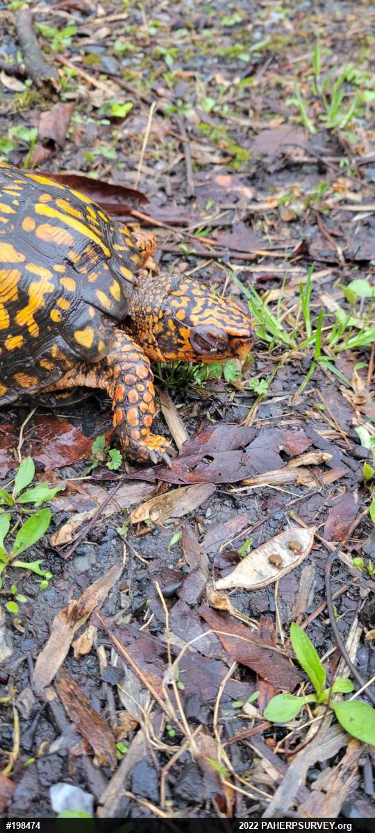 Eastern Box Turtle