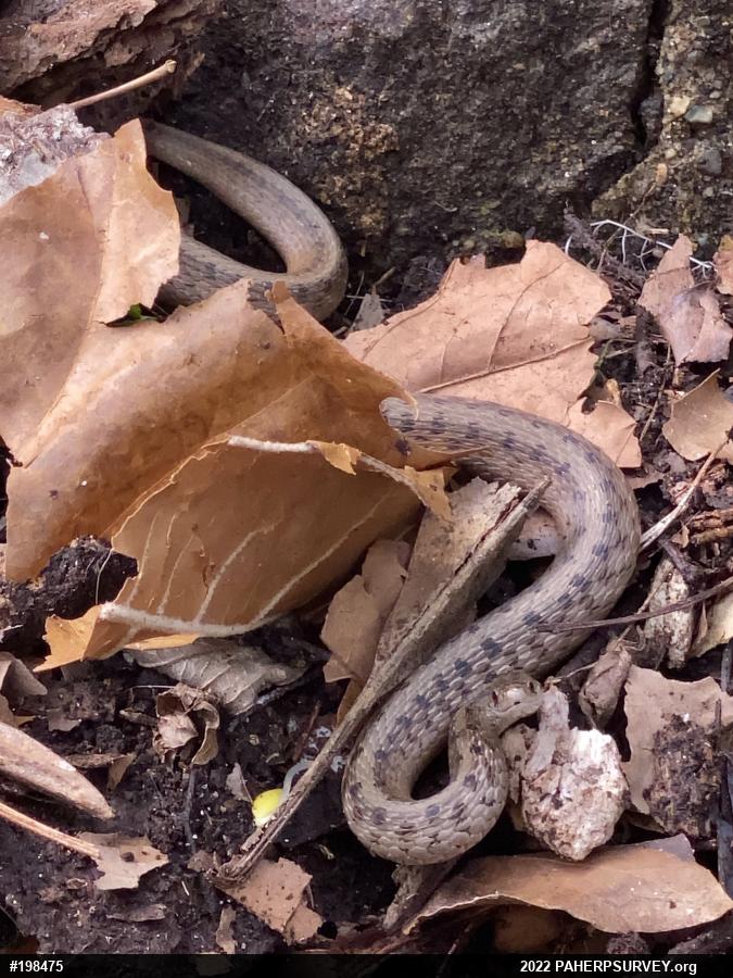 Dekay's Brownsnake