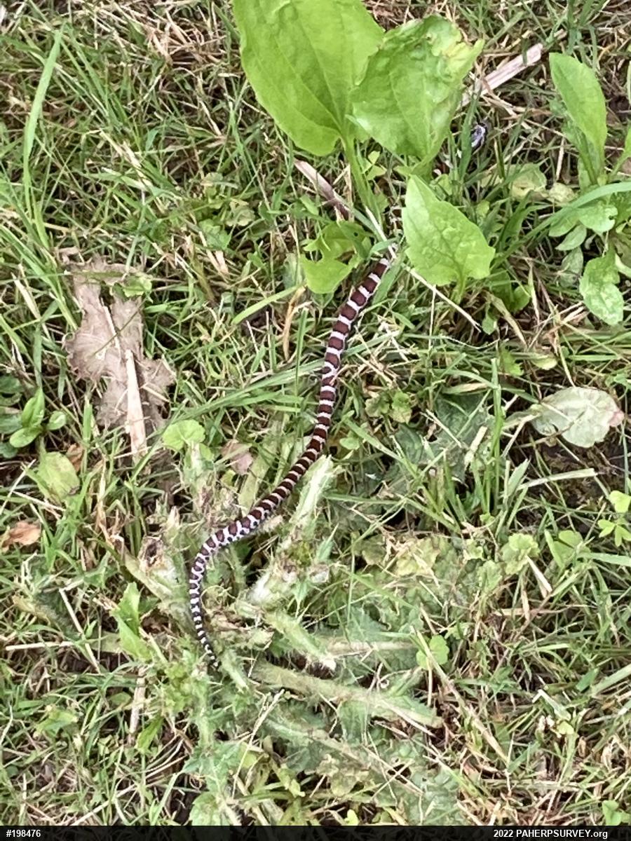 Eastern Milksnake