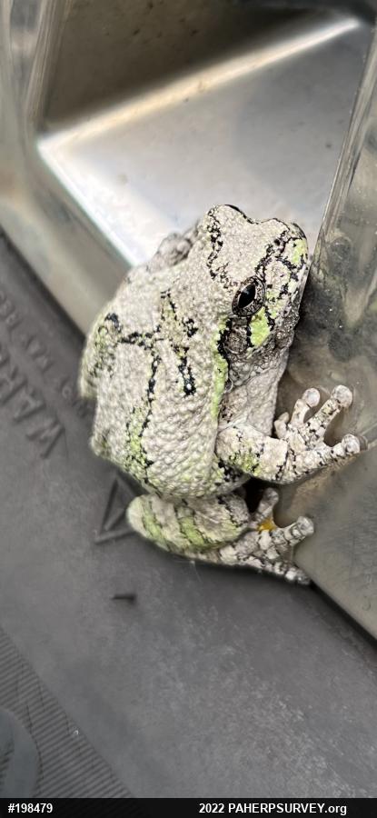 Unknown Gray Treefrog