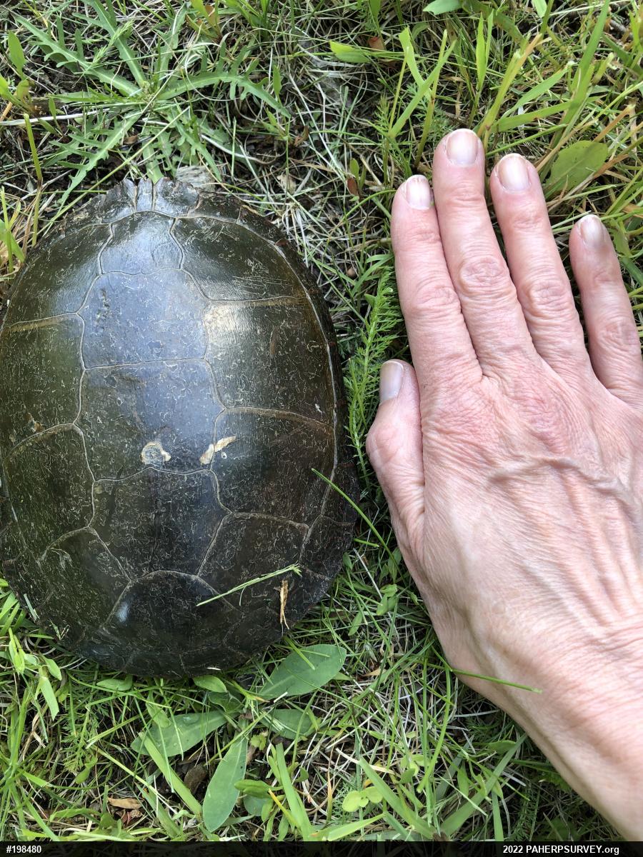 Midland Painted Turtle