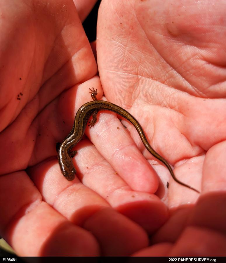 Northern Two-lined Salamander