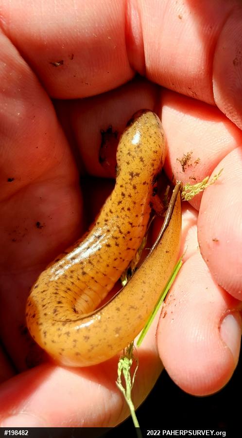 Northern Red Salamander