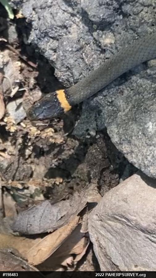 Northern Ring-necked Snake