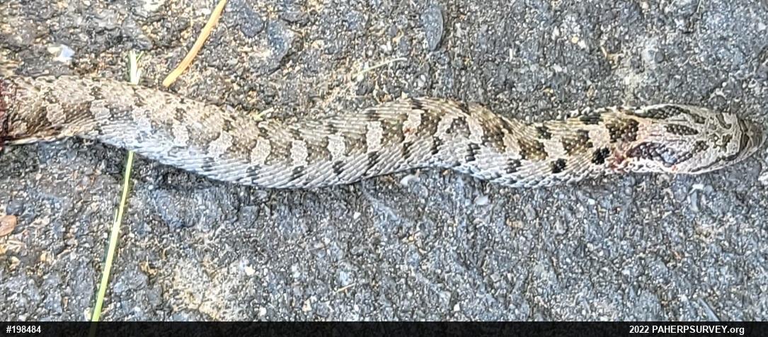 Eastern Hog-nosed Snake