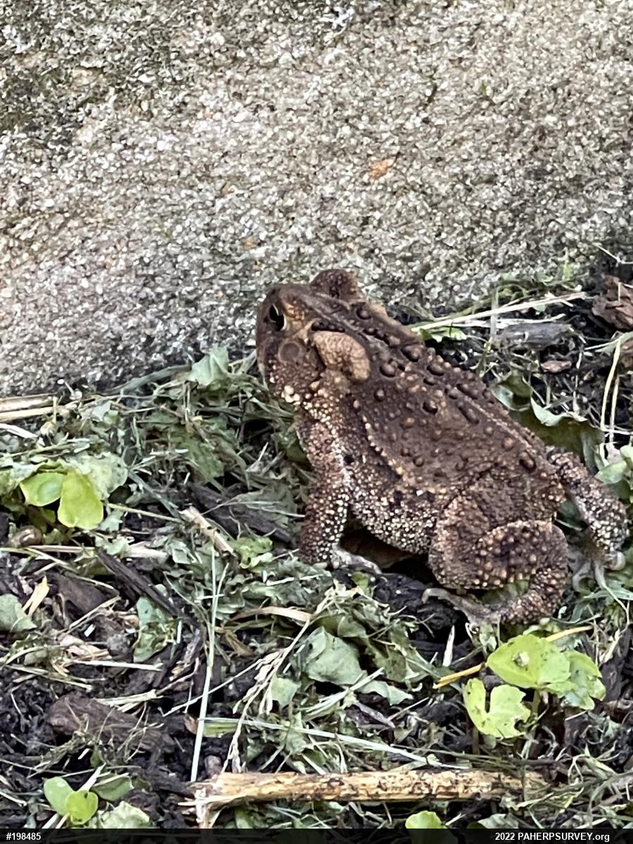 Eastern American Toad