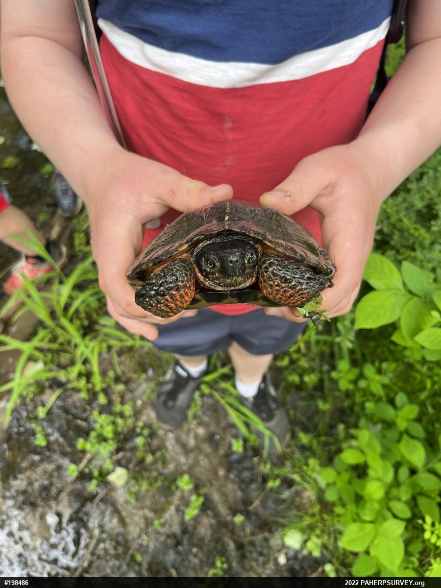 Wood Turtle