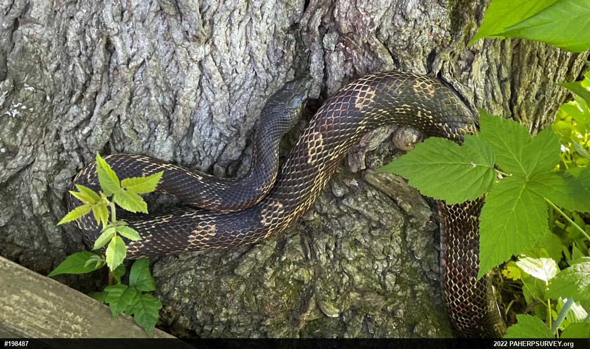 Eastern Ratsnake