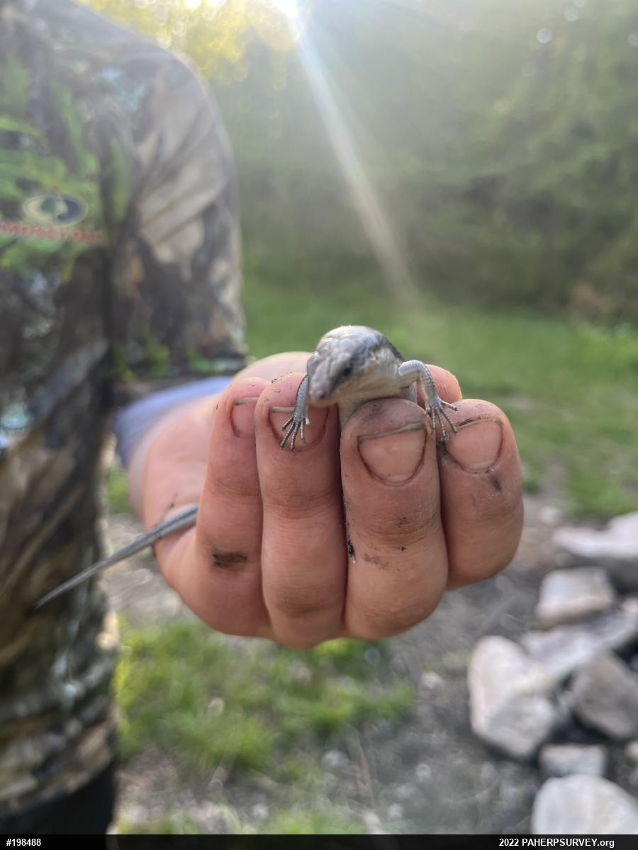 Common Five-lined Skink