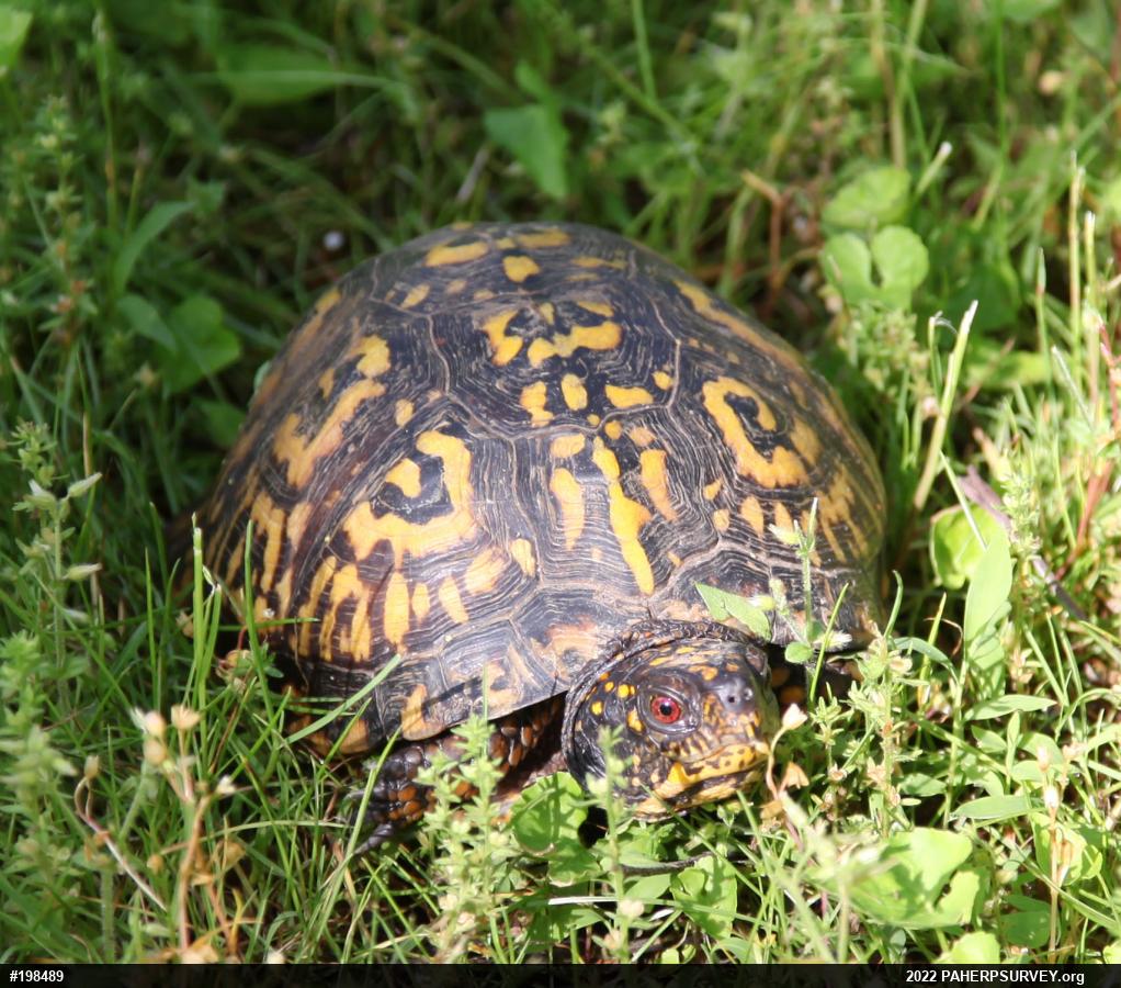 Eastern Box Turtle