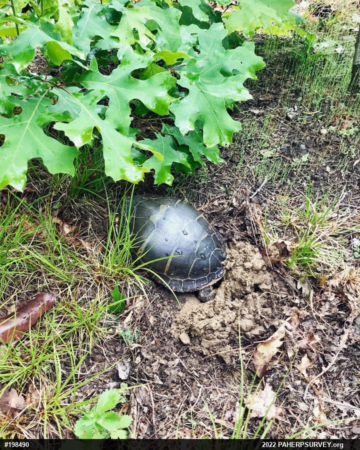 Painted Turtle