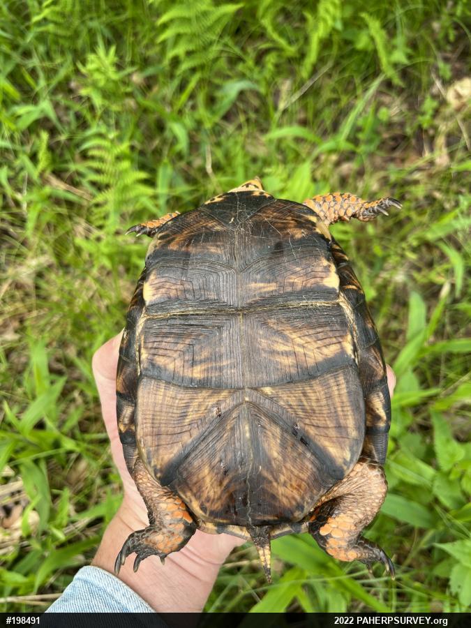 Eastern Box Turtle