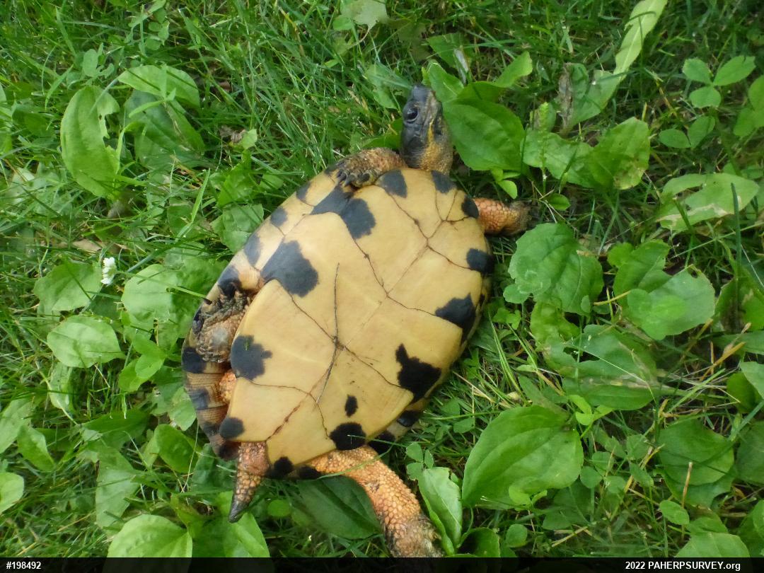Wood Turtle