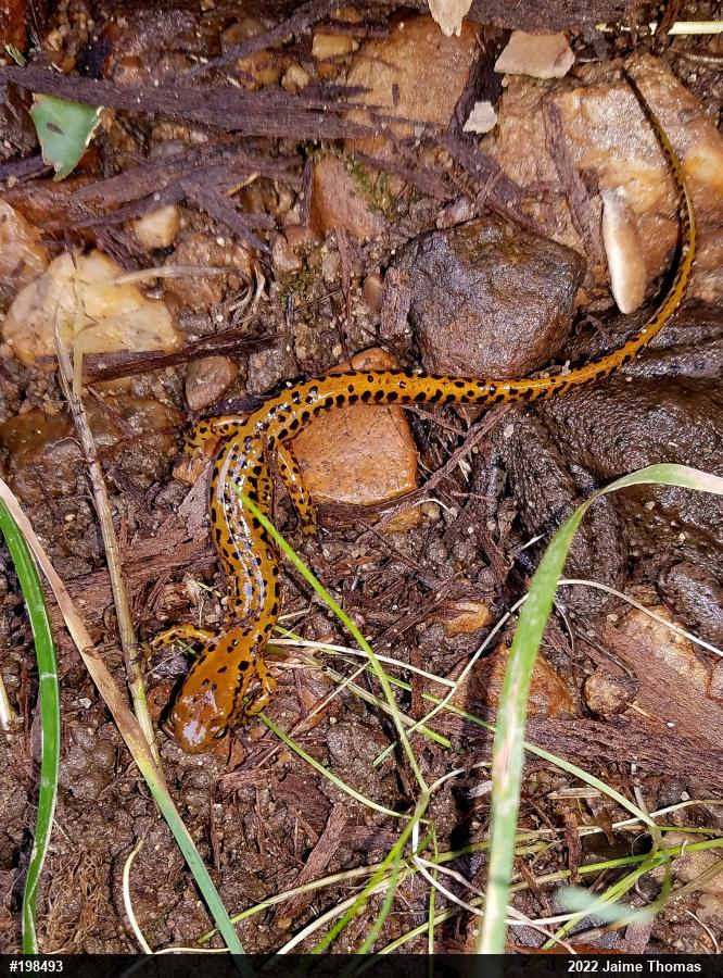 Eastern Long-tailed Salamander