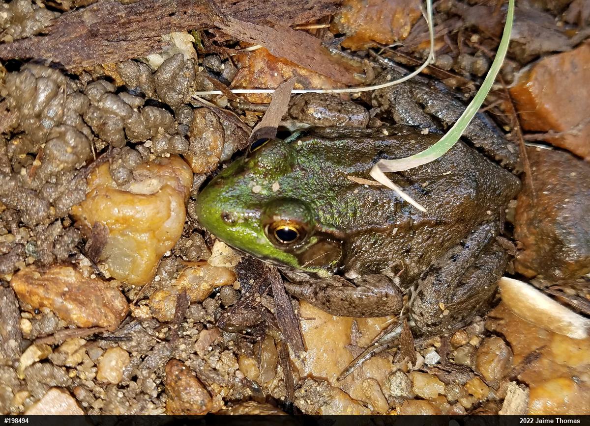 Green Frog