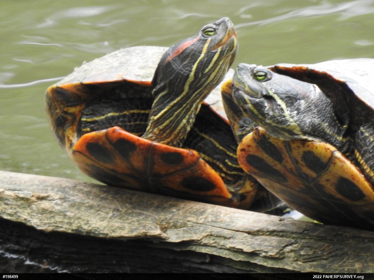 Red-eared Slider