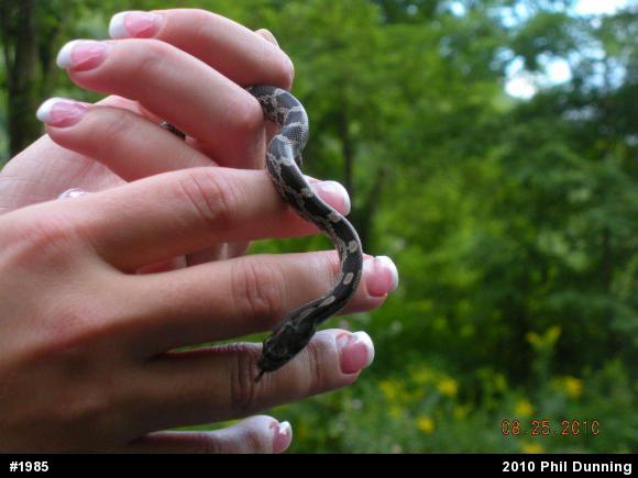Eastern Ratsnake