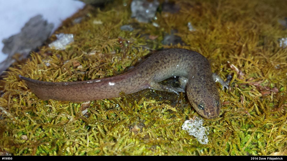 Northern Red Salamander