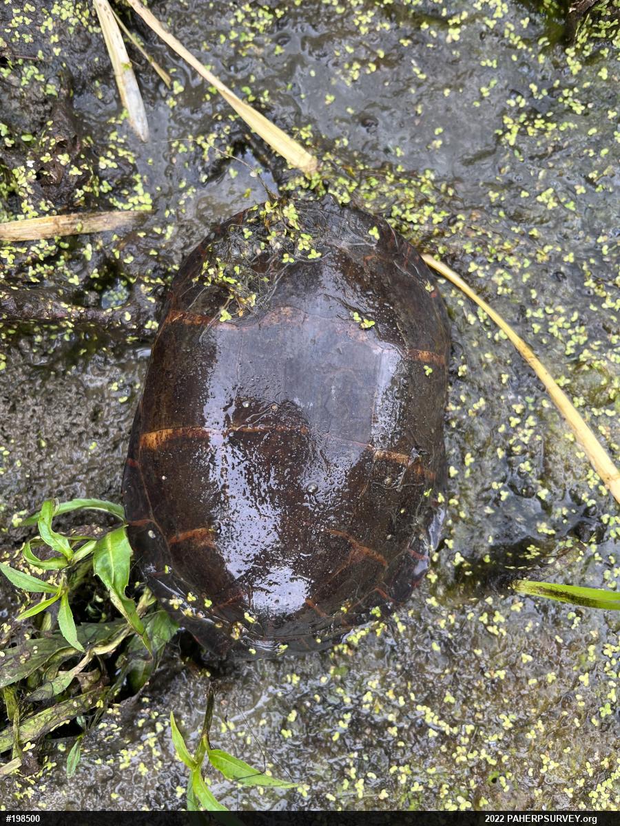 Eastern Painted Turtle