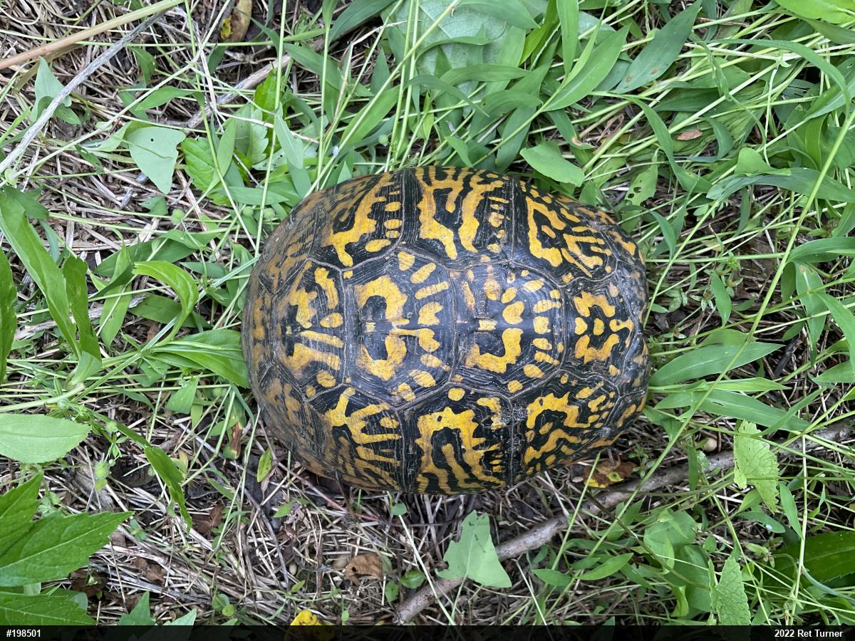 Eastern Box Turtle
