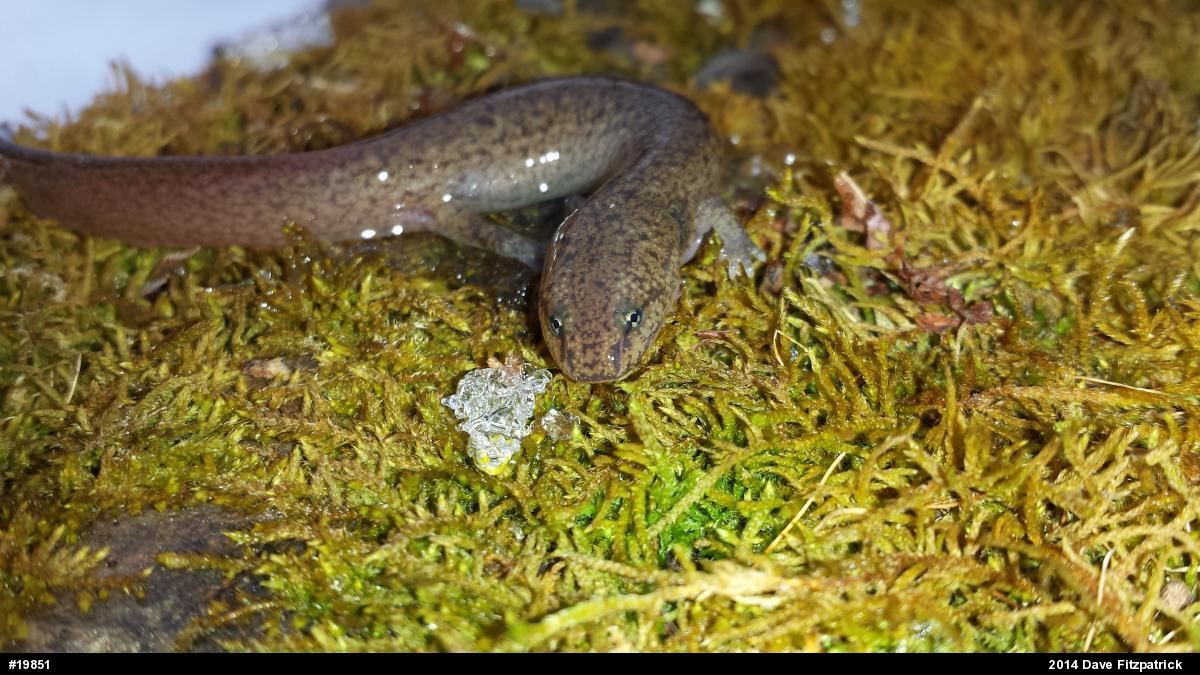 Northern Red Salamander