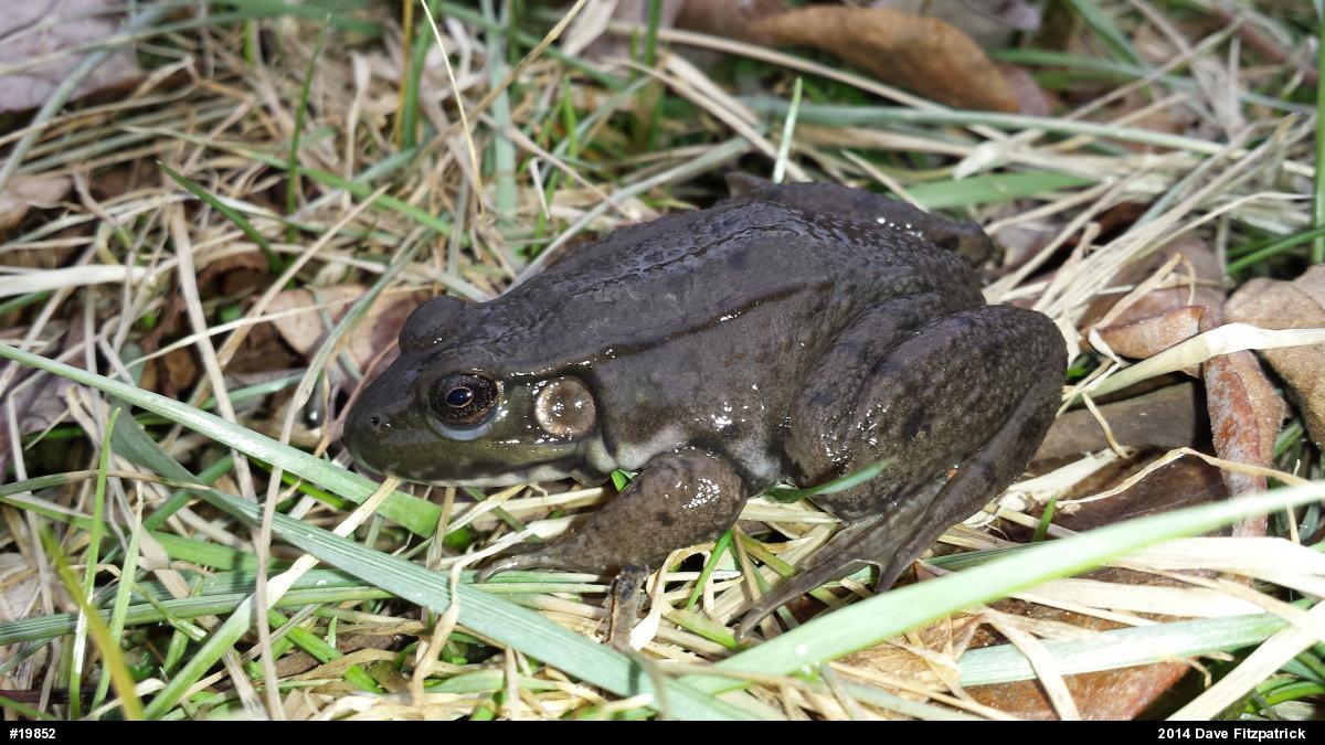 Green Frog