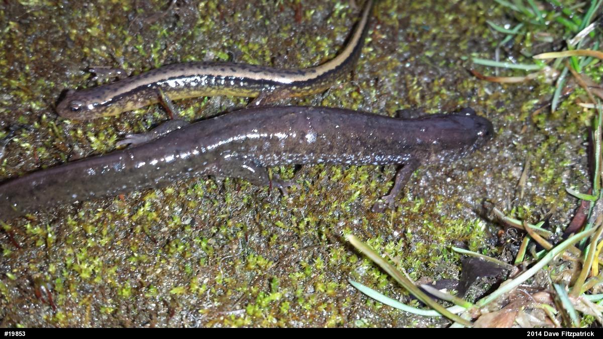 Northern Dusky Salamander
