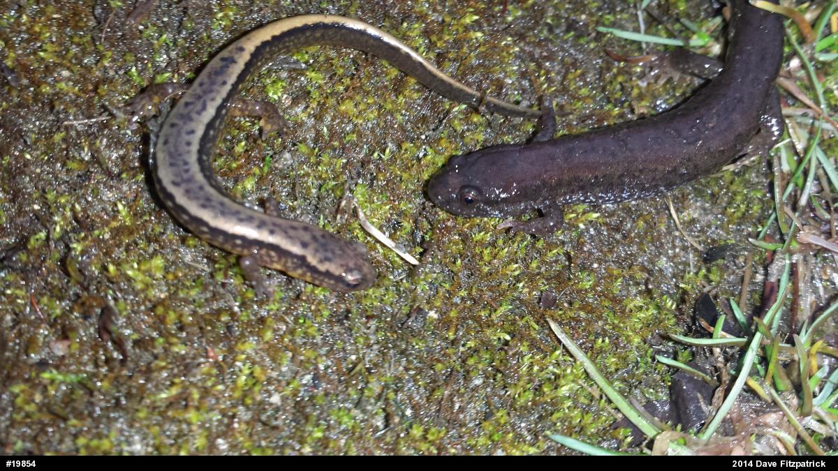 Northern Two-lined Salamander