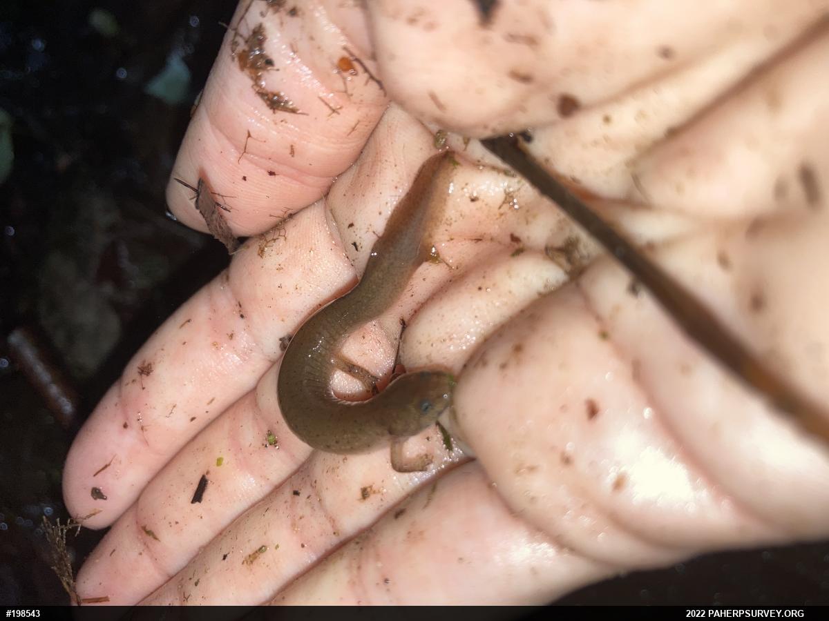 Northern Red Salamander