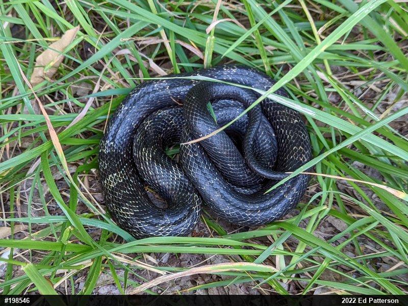 Eastern Ratsnake