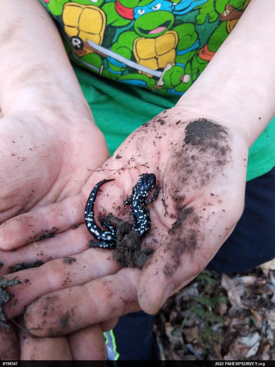 Northern Slimy Salamander