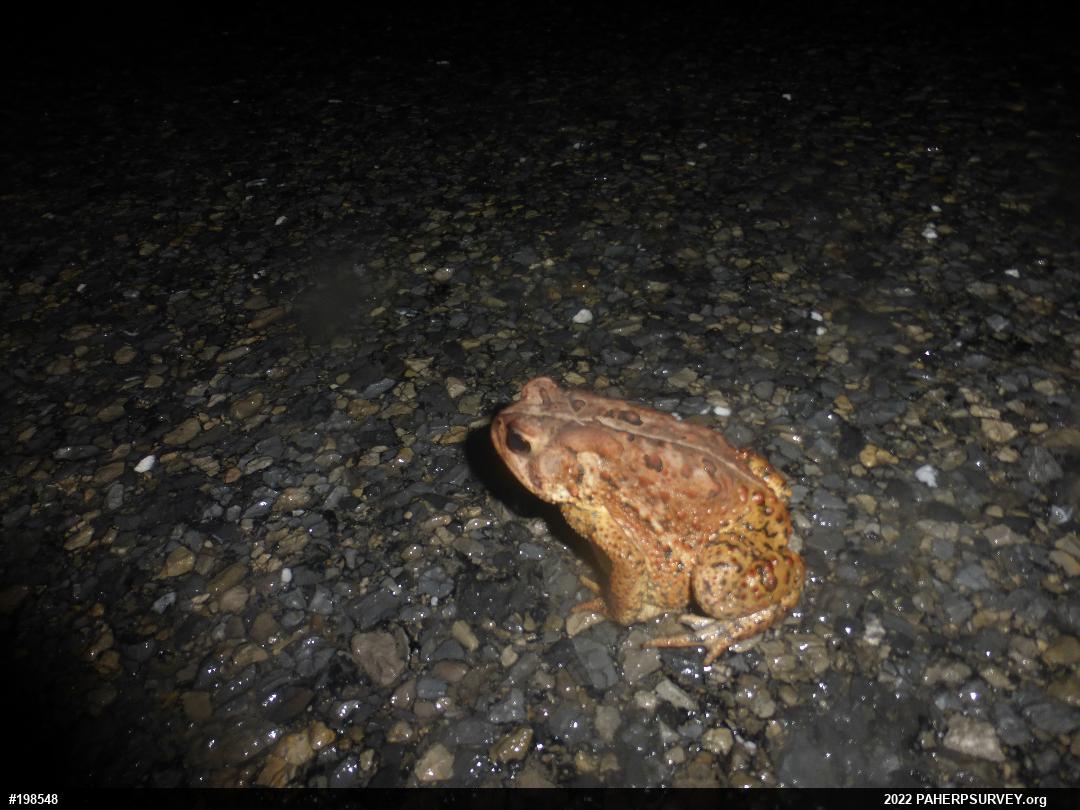 Eastern American Toad