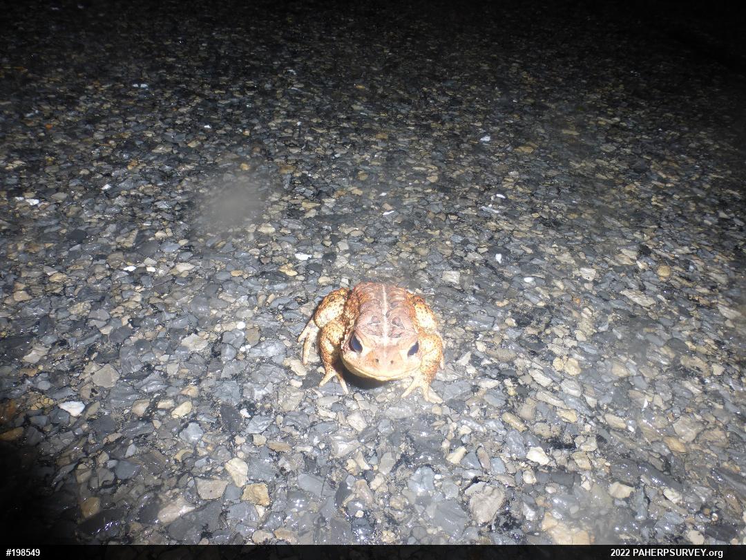 Eastern American Toad